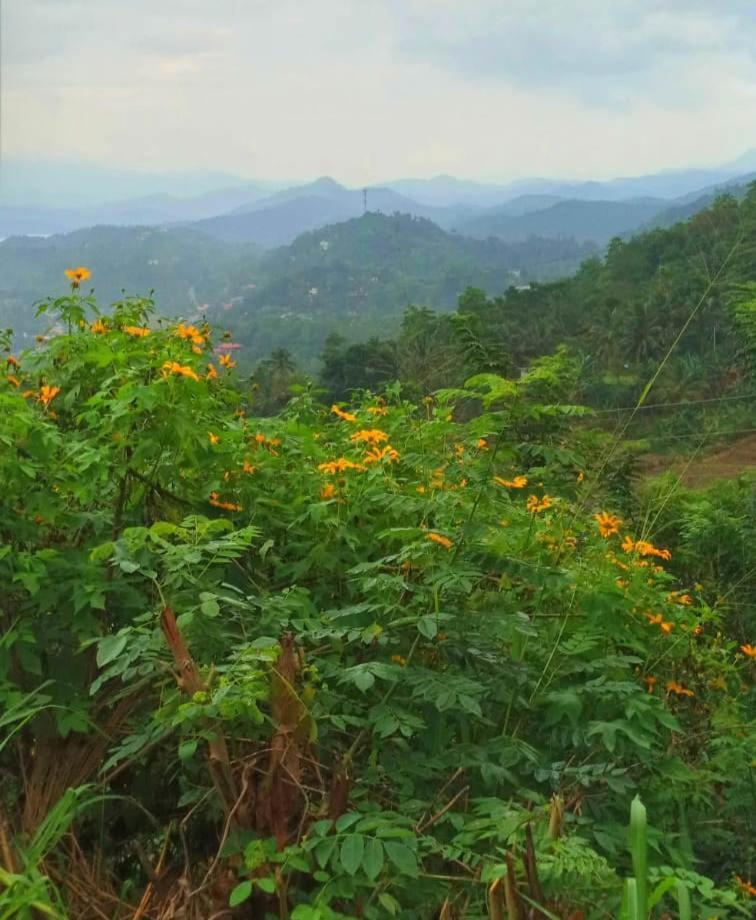 Kandy Ivy Mountain View Resort Dış mekan fotoğraf